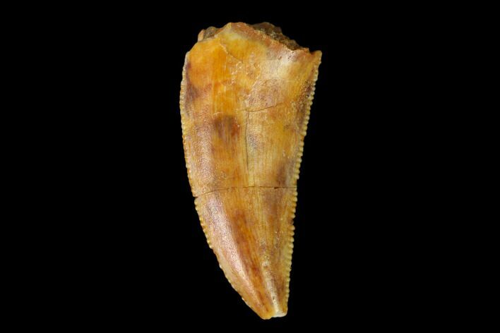 Serrated, Raptor Tooth - Real Dinosaur Tooth #149064